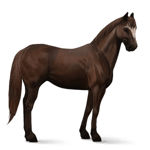 jezdecký kůň american paint horse ryzák overo