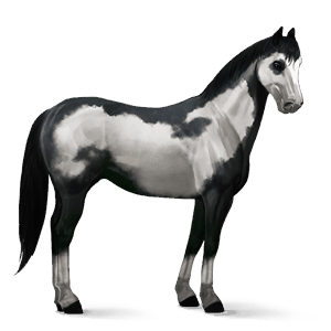 jezdecký kůň american paint horse ryzák tovero