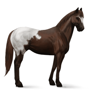 jezdecký kůň american paint horse plavák tobiano
