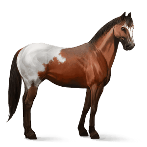 jezdecký kůň american paint horse palomino tovero