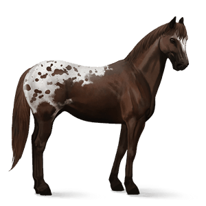 jezdecký kůň american paint horse ryzák tobiano