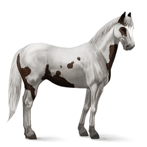 jezdecký kůň appaloosa bay snowflake