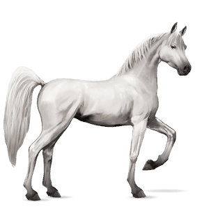 jezdecký kůň hnědák