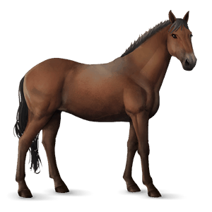 jezdecký kůň mustang Černý hnědák