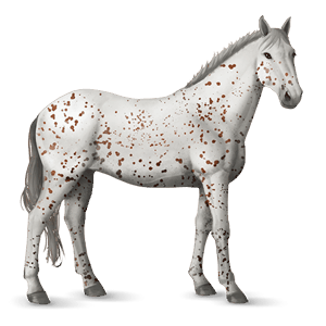 jezdecký kůň american paint horse ryzák overo