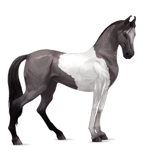 jezdecký kůň american paint horse smíšený bělouš tobiano