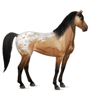 jezdecký kůň irský tinker palomino tobiano
