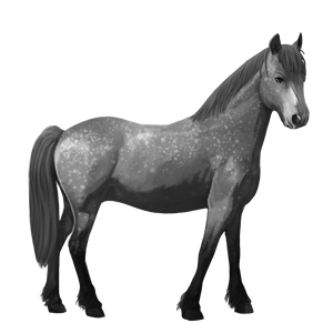 poník velšský kůň Černý ryzák