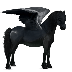 ponypegas connemara Černý ryzák