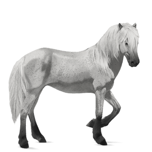 jezdecký kůň irský tinker palomino tobiano