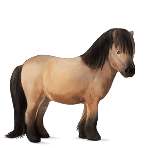 poník shetlandský pony myšák