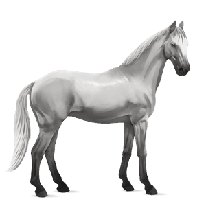 poník highland pony bělouš