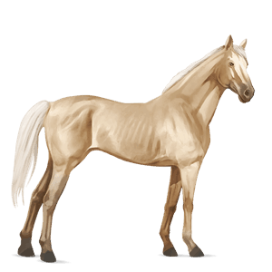 jezdecký kůň irský hunter cremello