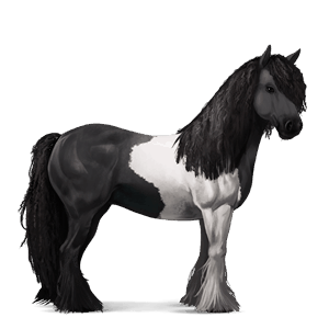 jezdecký kůň irský tinker palomino
