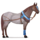 jezdecký kůň pláň