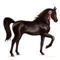 poník haflinger světlý ryzák