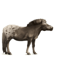 jezdecký kůň mangalarga marchador hnědý bělouš