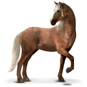 divoký kůň brumby